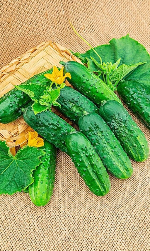Огурец СВЕТЛЯЧОК Отличные корнишоны для засола! Плодоношение даже в неблагоприятных условиях! Высокая устойчивость к болезням!