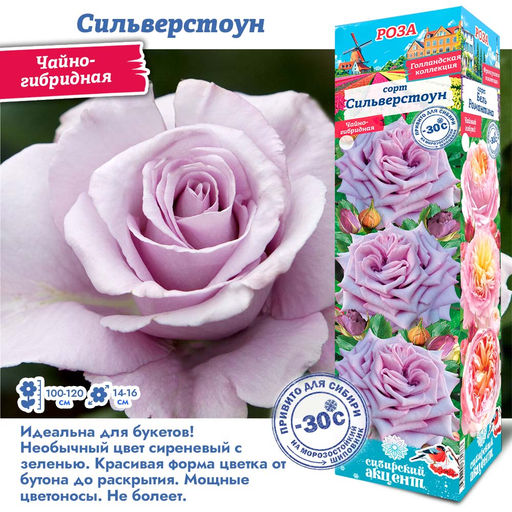 Роза Сильверстоун (Чайно-гибридная) 1шт