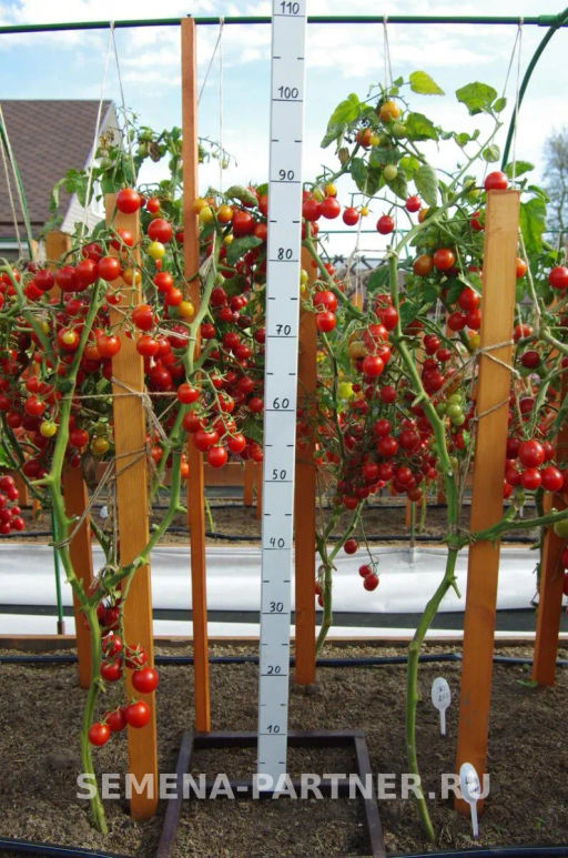 Томат Шоу Мен - Партнер фото 3