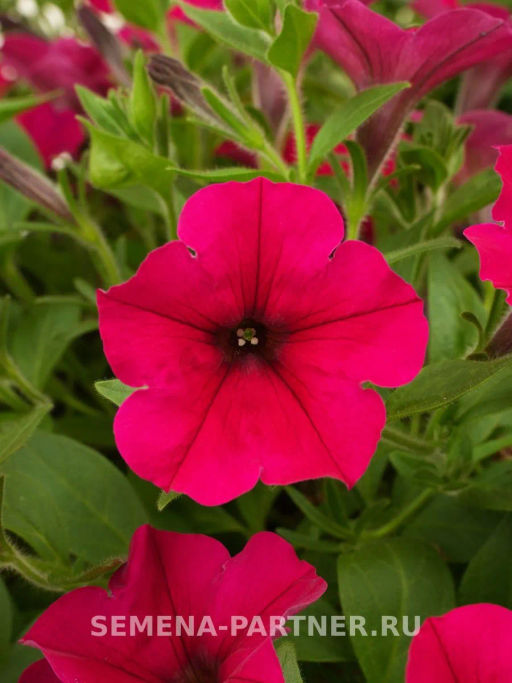 Петуния Зацветёт Long Май Краш многоцветковая ампельная - Партнер фото 3
