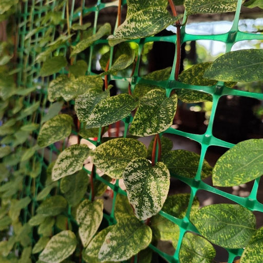 Жимолость японская Ауреоретикулата - Долина роз фото 4