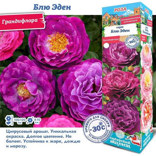 Роза Блю Эден (Грандифлора) 1шт