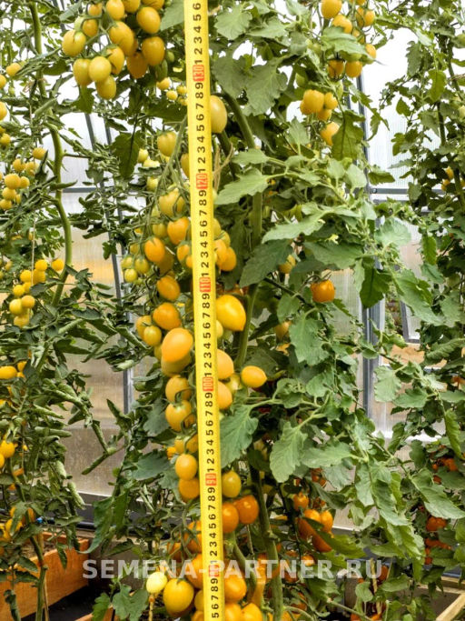 Томат Черри Софа - Партнер фото 6