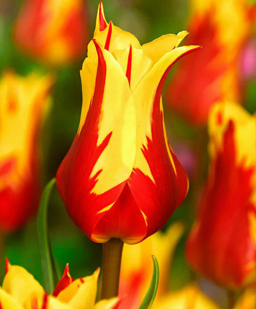 ТЮЛЬПАН Фейерверк Разбор 11/12 Кол-во 
 упак., шт 8