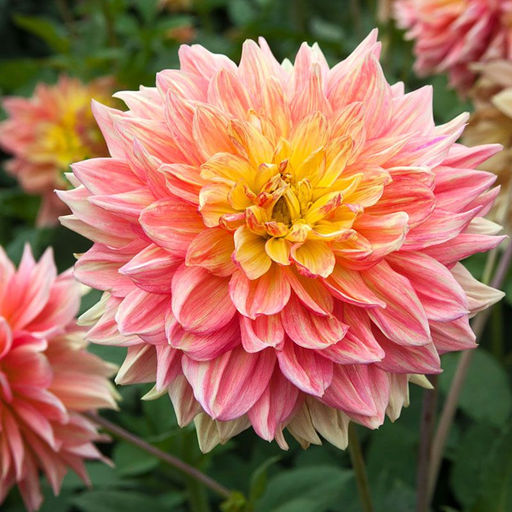 ГЕОРГИНА Вандас Аврора Разбор I Кол-во упак., шт 1