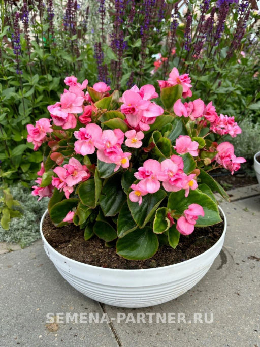 Бегония вечноцветущая махровая Милори Пинк Джаз - Партнер фото 6