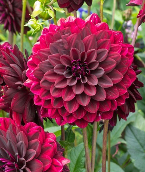 Георгина Arabian Mystery (Декоративная) - Голландские луковицы фото 2