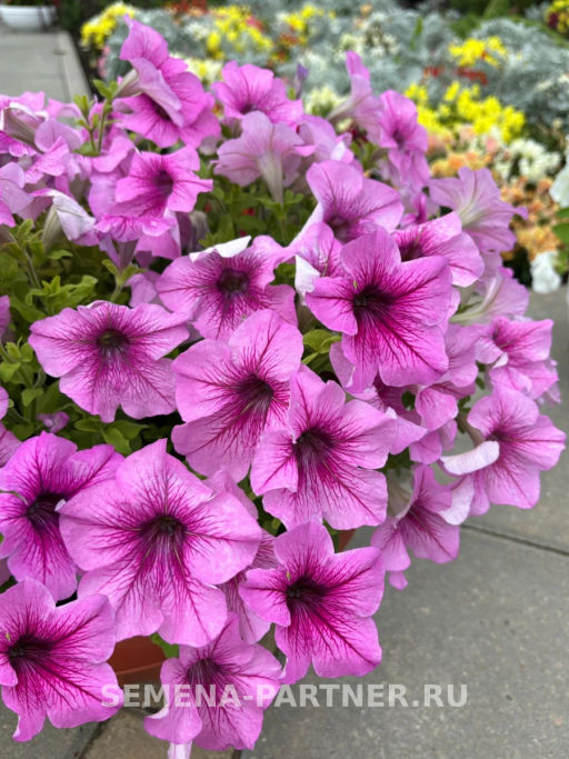 Петуния Пейзажная Лав Ми Плум Вайн Фрост крупноцветковая - Партнер фото 3