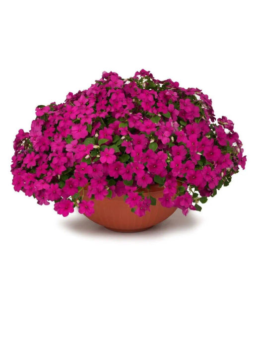 Бальзамин Уоллера крупноцветковый Вайлет Сенсейшн - Партнер фото 4