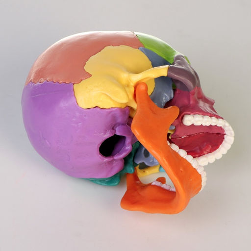 Анатомическая модель «Макет черепа человека», разборный, цветной, 14×10×11 см