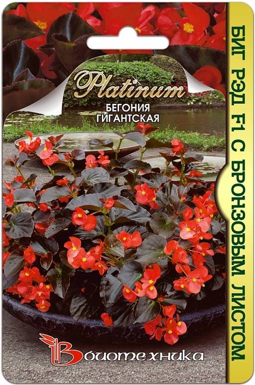 Бегония гигантская Биг Рэд с бронзовым листом