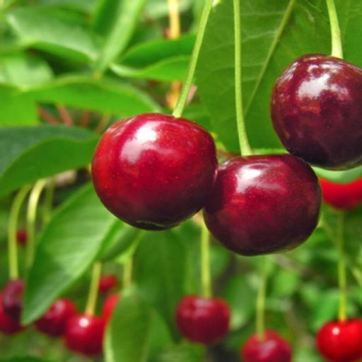 Вишня Радонеж обыкновенная (саженец с этикеткой) 1шт