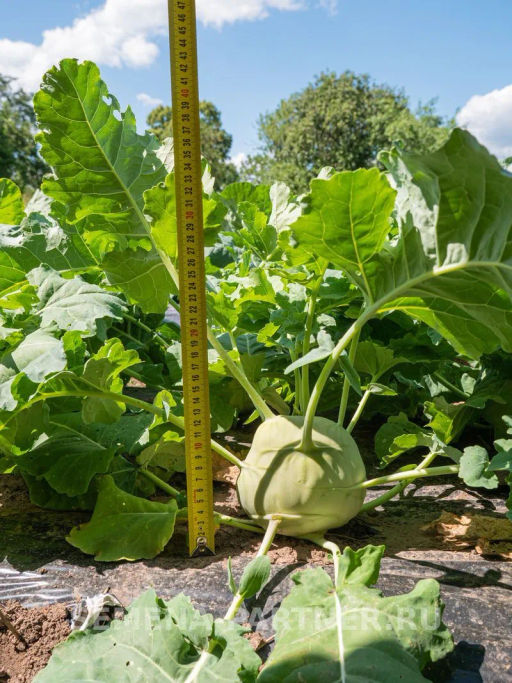 Капуста кольраби Корист - Партнер фото 2