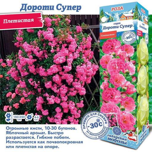 Роза Дороти Супер (Плетистая) 1шт