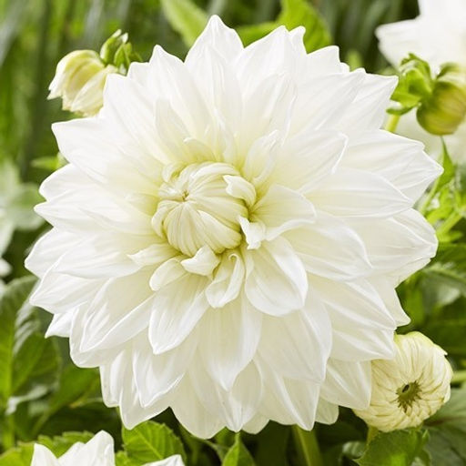 ГЕОРГИНА Буллс Прайд Разбор I Кол-во упак., шт 1