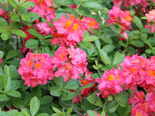 Азалия крупноцветковая Juanita (Джуанита) - Долина роз фото 2