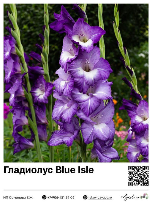 Гладиолус Blue Isle