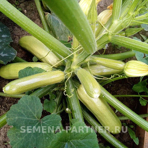 Кабачок Искандер F1