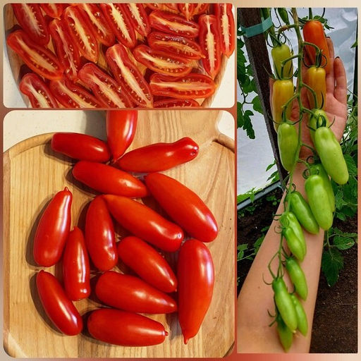 7166Т Томат Дебослив 5шт