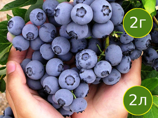 Голубика Чандлер