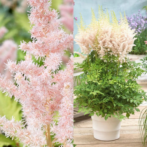 Астильба Милк энд Хоней - Долина роз фото 3