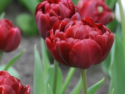 Тюльпан Анкл Том - Долина роз фото 5