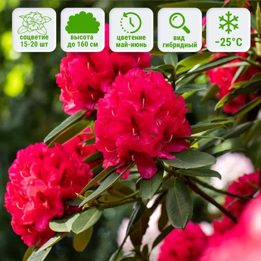 Рододендрон Марианна Фон Вайцзеккер