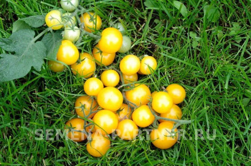 Томат Балконное Чудо Жёлтый - Партнер фото 5