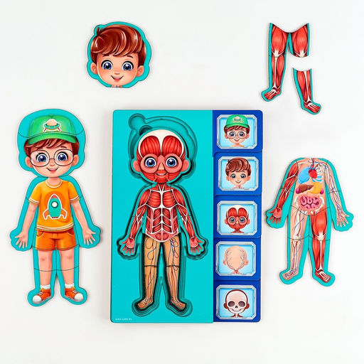 Обучающий набор Тело человека, рамка-вкладка и книга с наклейками - Лесная мастерская фото 7
