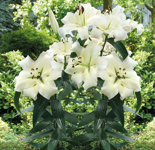 Лилия Pretty Woman (ОТ-гибрид) - Голландские луковицы фото 4