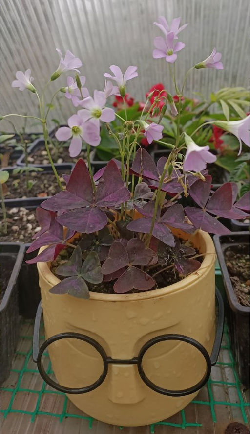 Кислица комнатная фиолетовая в кашпо