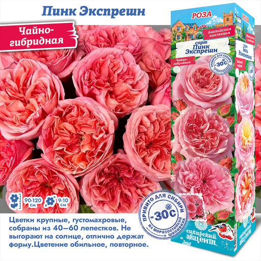 Роза Пинк Экспрешн (Чайно-гибридная) 1шт