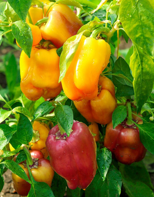 Перец УРАЛЬСКИЙ САМОЦВЕТ - Уральский дачник фото 2