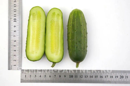 Огурец пчелоопыляемый Родничок - Партнер фото 7