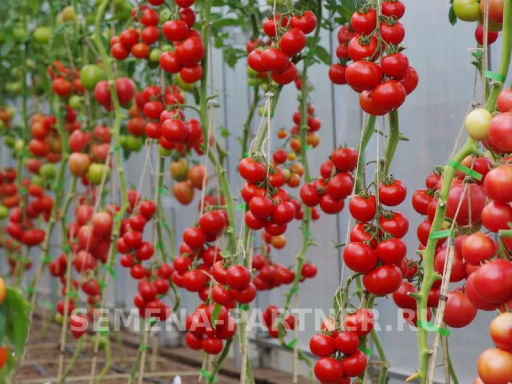Томат Мирандалина F1 - Партнер фото 5