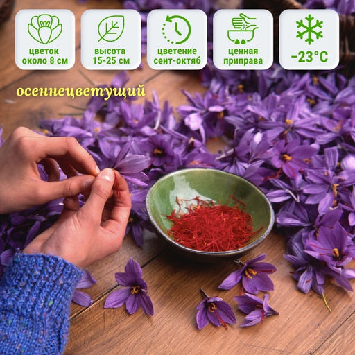 Крокус осеннецветущий Sativus (ШАФРАН) 5шт - Долина роз фото 7