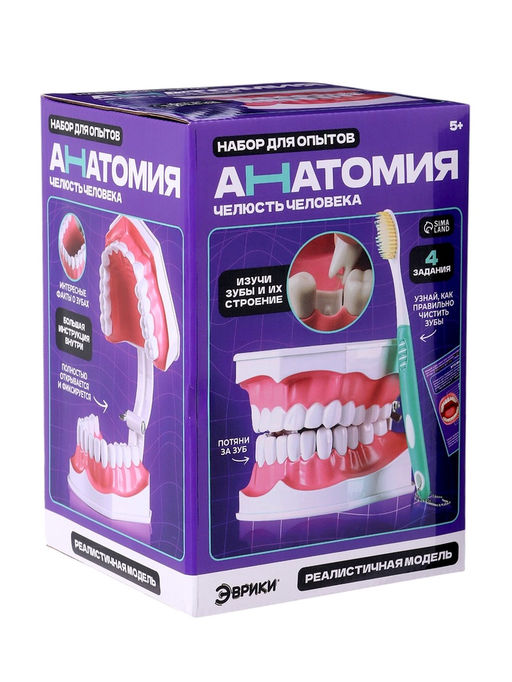 Набор для опытов Анатомия, челюсть человека - Эврики фото 13