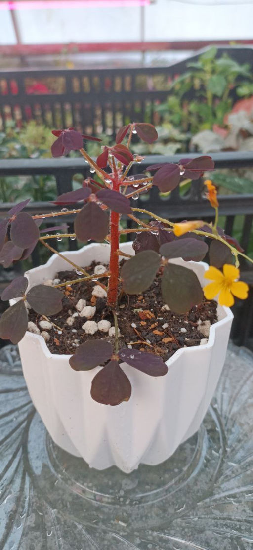 Кислица Бешеная сливка в кашпо Геометрия