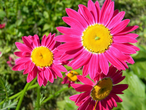 Ромашка (танацетум) Робинзон Ред - Долина роз фото 4