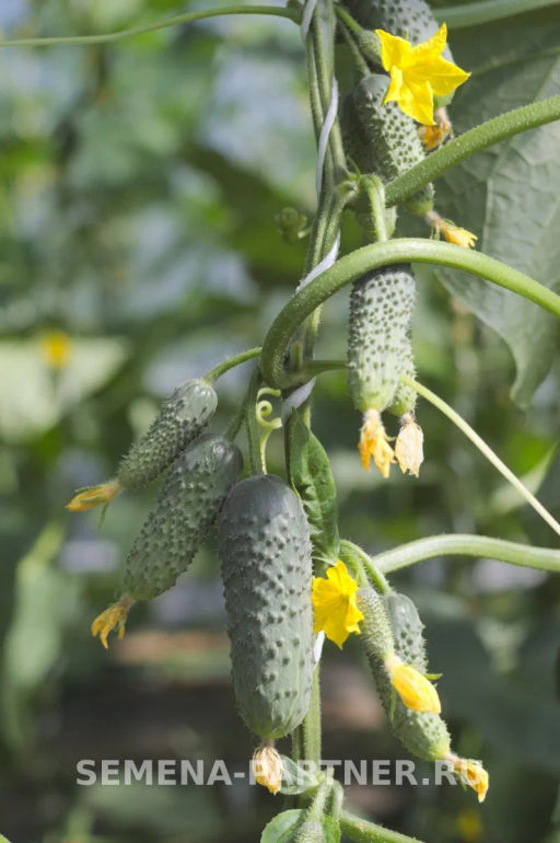 Огурец партенокарпический Антисипатор - Партнер фото 8