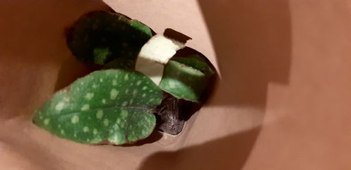 Медуница Смоки Блу