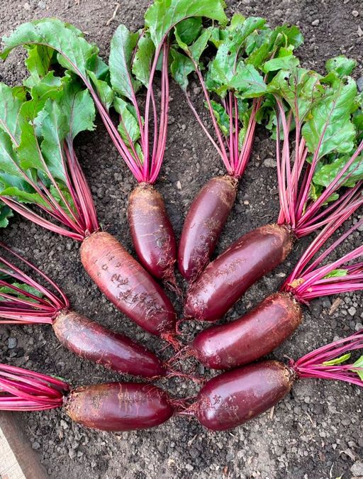 Свёкла ГЕНЕРАЛЬСКАЯ F1 - Уральский дачник фото 4