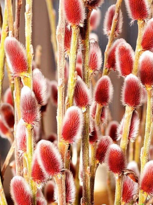 Ива толкостолбиковая Маунт Асо С5 - Park rose фото 2