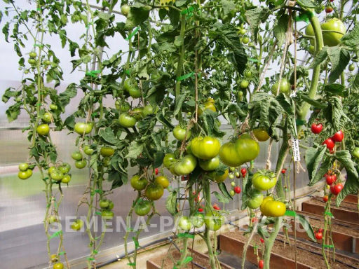 Томат Зеленая Тайна Личинки - Партнер фото 3