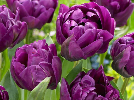 Тюльпан Purple Peony (Парпл Пион) - Долина роз фото 4