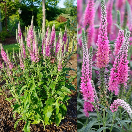 Вероника колосковая Анниверсари Нью Роуз - Долина роз фото 4