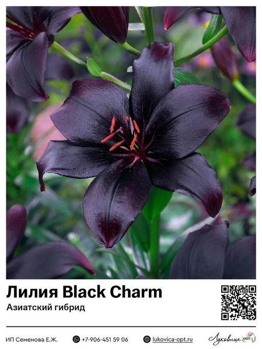 Лилия Black Charm (Азиатский гибрид)