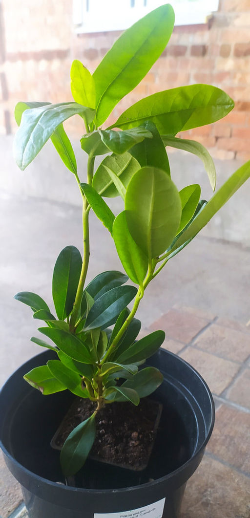 Рододендрон Каннингемс Уайт