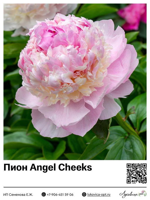 Пион Angel Cheeks