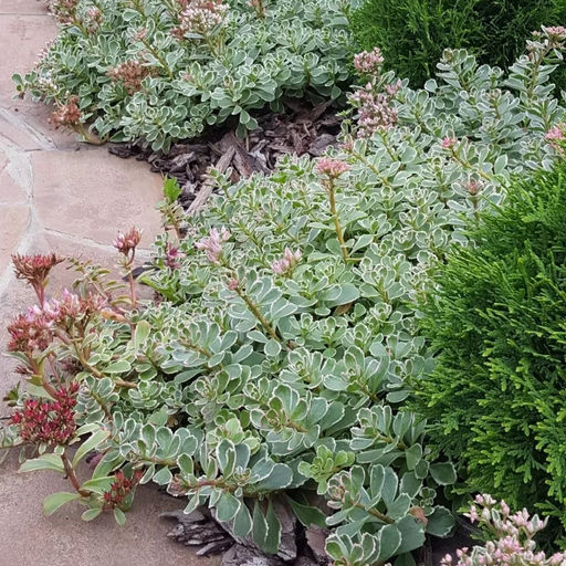 Очиток ложный Триколор